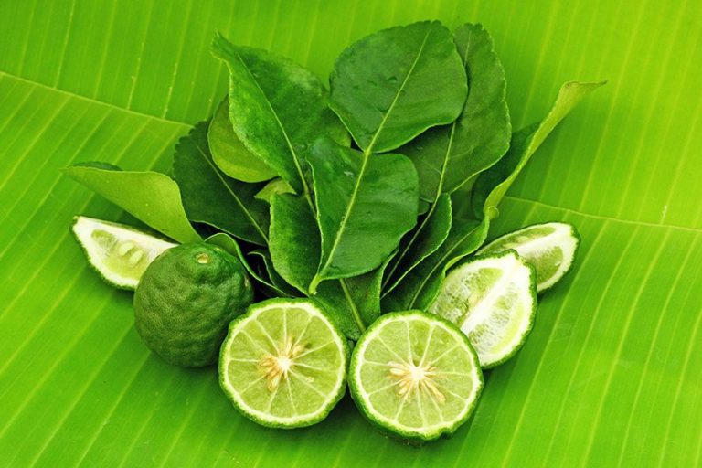Notre Blog 6 Lime Makrut Thaï