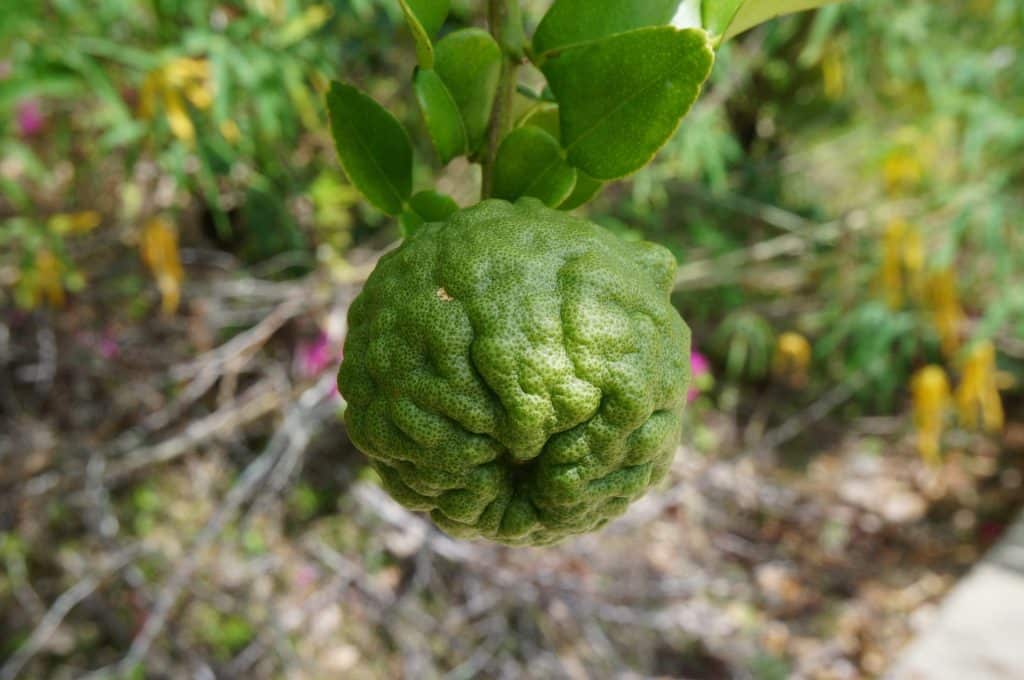 Feuilles de Lime Makrut : Utilisations, Bienfaits et Recettes Thaïlandaises 2 Lime Makrut Thaï