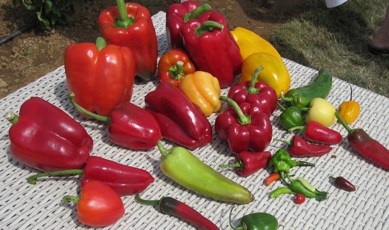 Capsicum Annuum