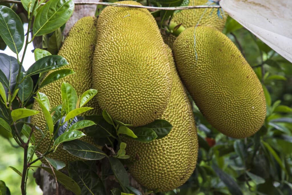 Tout ce que vous devez savoir sur le jacquier : préparation, recettes et bienfaits 1 Fruits de Jack suspendus à l'arbre dans le jardin. Fruits tropicaux