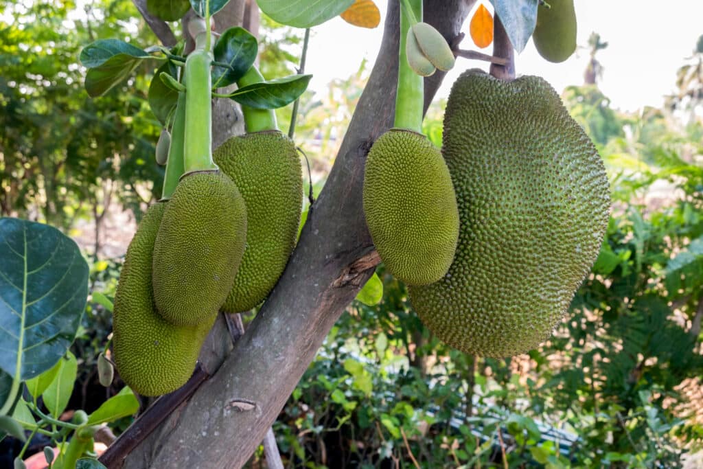 Tout ce que vous devez savoir sur le jacquier : préparation, recettes et bienfaits 4 Les fruits du jacquier mûrs poussent sur l'arbre.